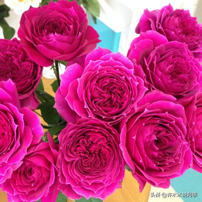 月季生病了可以不喷药自愈吗 (月季如何避免少生病)