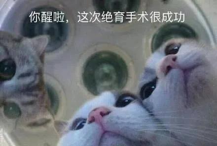 猫在啪啪啪的时候,也有快感吗?