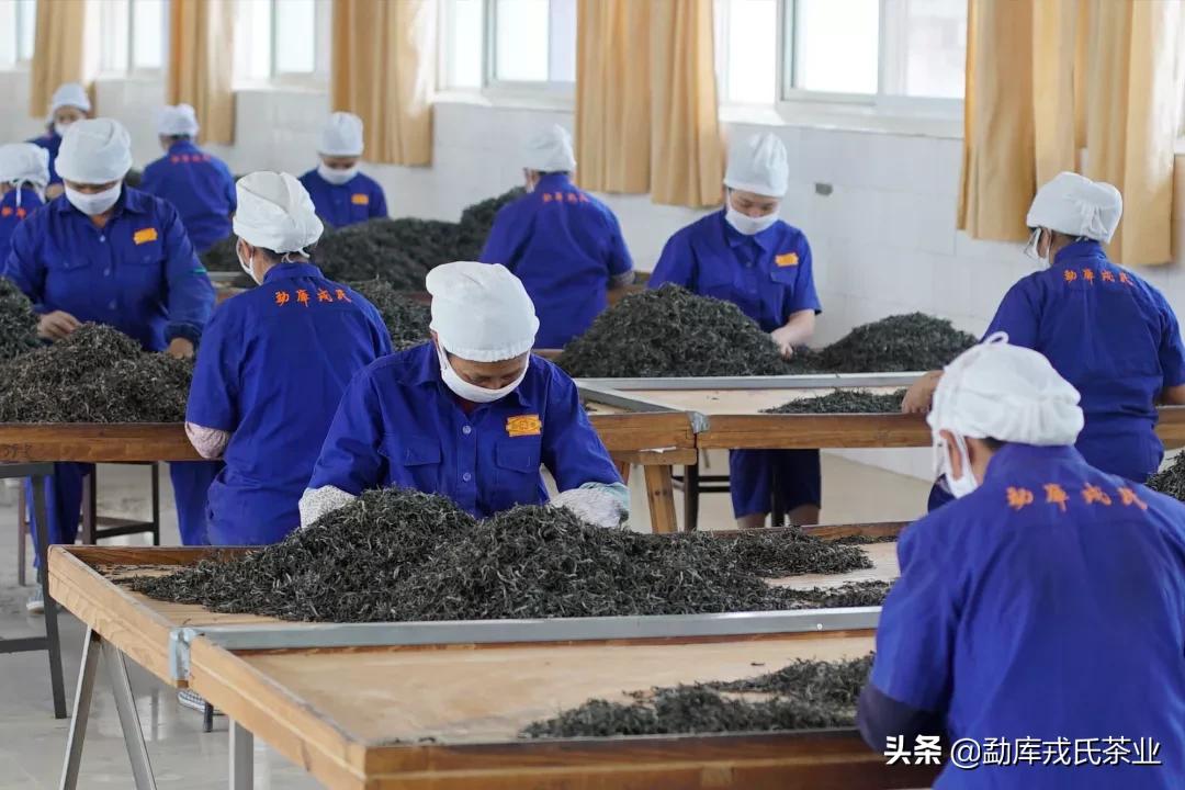 盼了一年的好茶,勐库戎氏古树茶2010秋茶