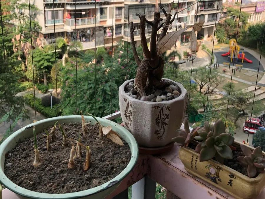 花买回来叶子蔫了怎么办,花掉花苞有什么好方法吗