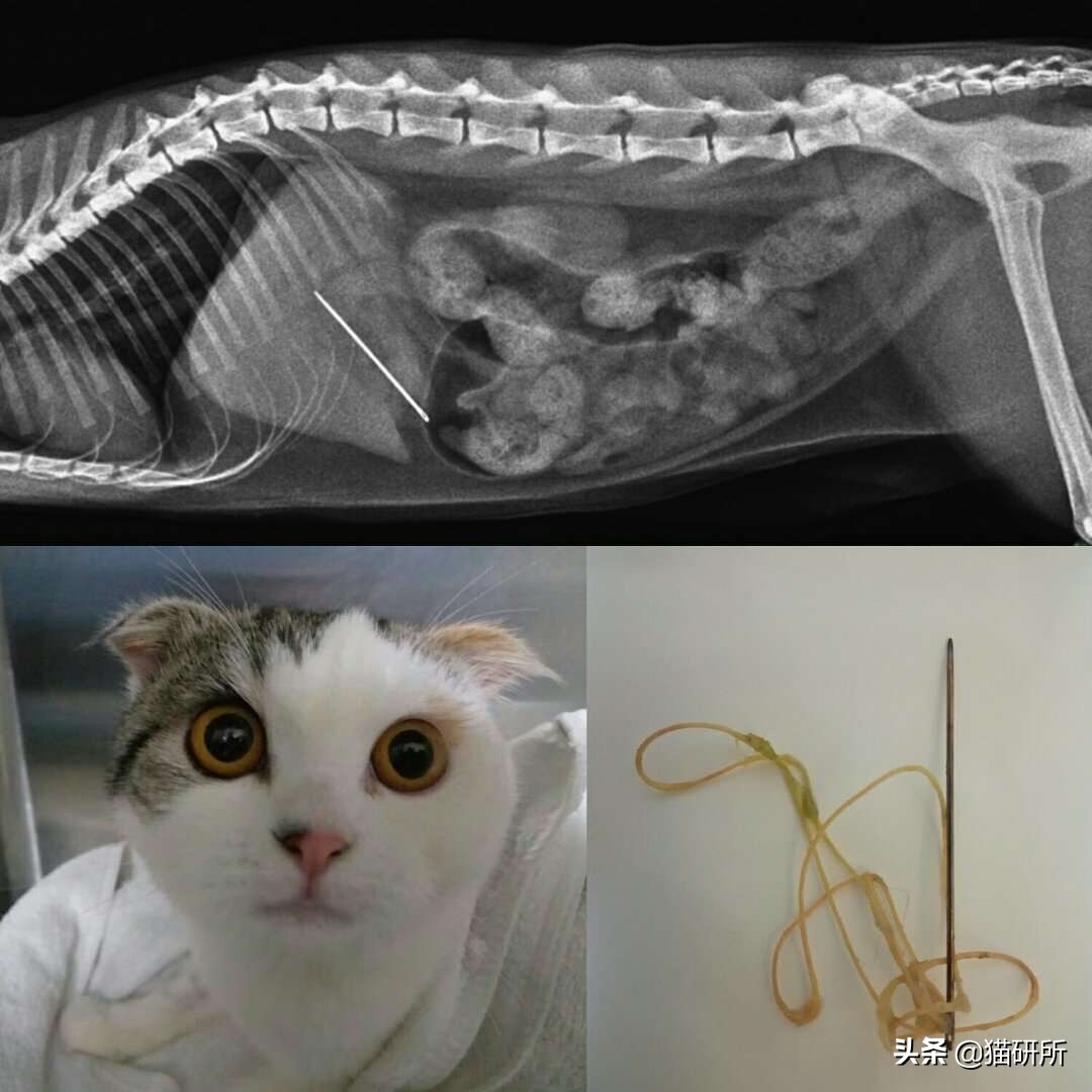 10张让人不寒而栗的图片,猫咪x光正常图片