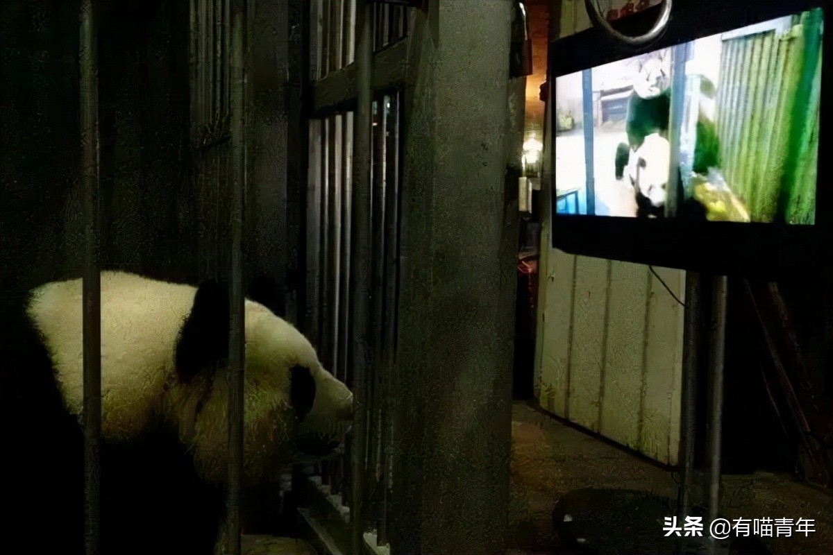 12个动物啪啪啪知识，最后一个想笑死谁？