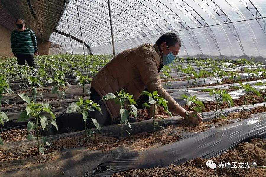 赤峰林西疫情防控最新通告,内蒙古疫情防控情况赤峰林西