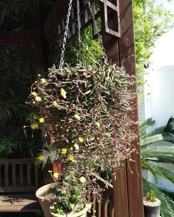 吊兰多肉养护技巧和方法,吊兰多肉的养殖方法和注意事项