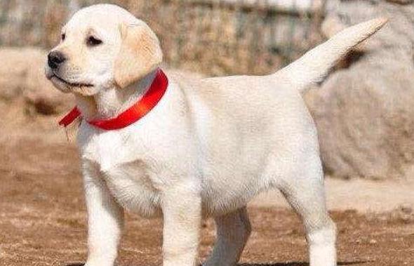 拉布拉多犬的优点和缺点有哪些,拉布拉多犬的优缺点及性格