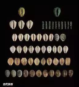 海边贝壳首饰,小众首饰戒指贝壳