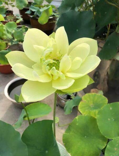 3种“喜水花”，春天多喂一点水，咕噜咕噜窜大个，特喜人