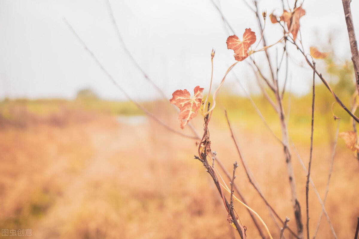心若静了万物都是景,心若清净处处皆是莲花