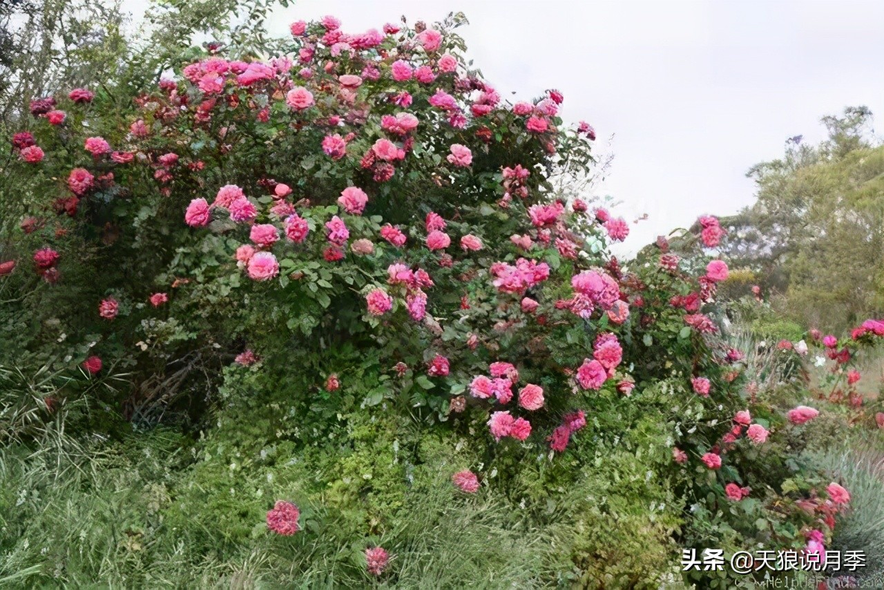 怦然心动的万人迷月季,原来从它而来(终篇)