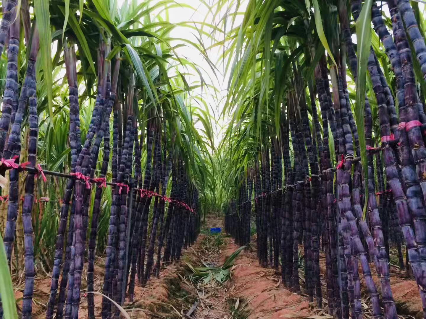 深圳石岩农场生态园攻略,深圳市石岩大树生态农场位置