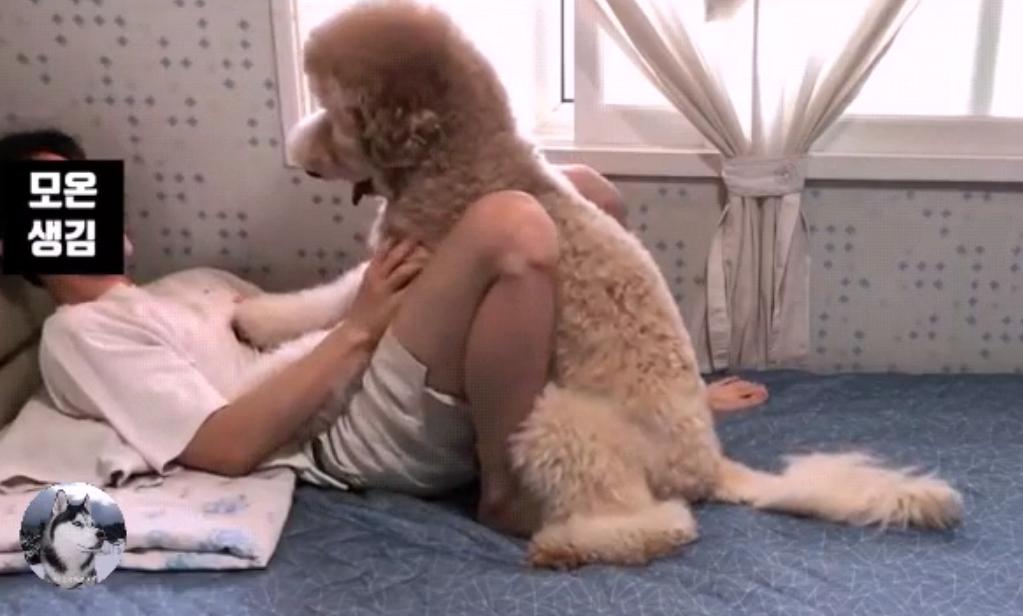 泰迪到几岁不闹腾了呢,泰迪只能长到五六斤吗