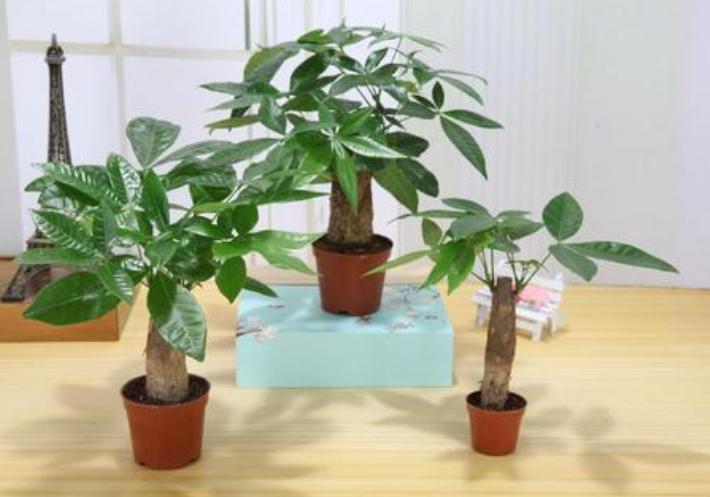 怎么管理发财树才长得好,盆栽发财树怎么养护与浇水方法