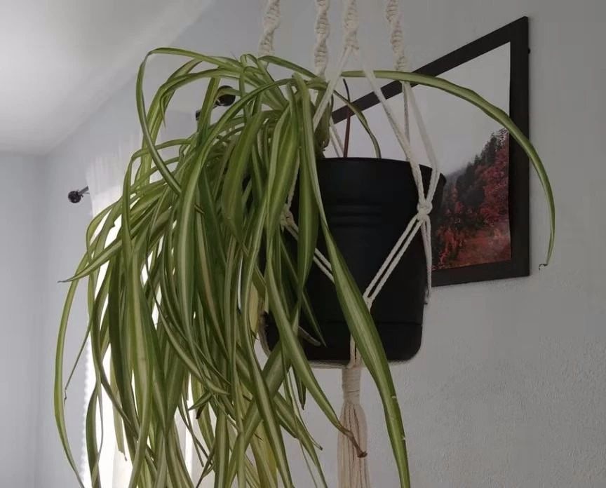 啥花都能养得好,啥花养三天就会死