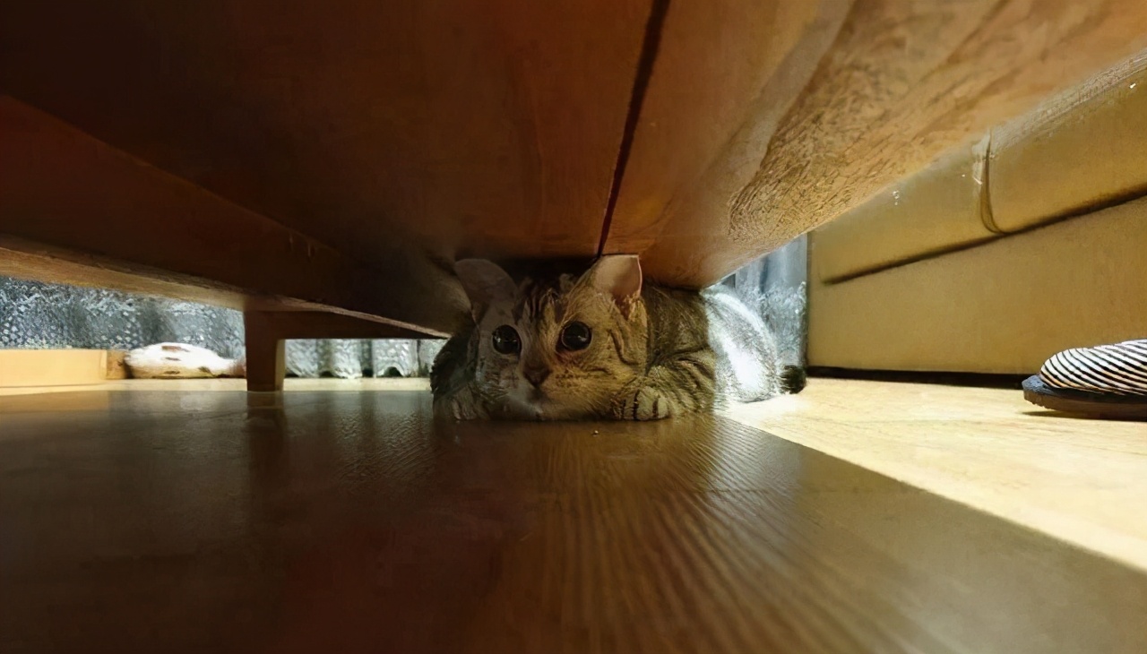 猫咪躲在床底下不出来怎么办,猫咪喜欢躲在床底下怎么办