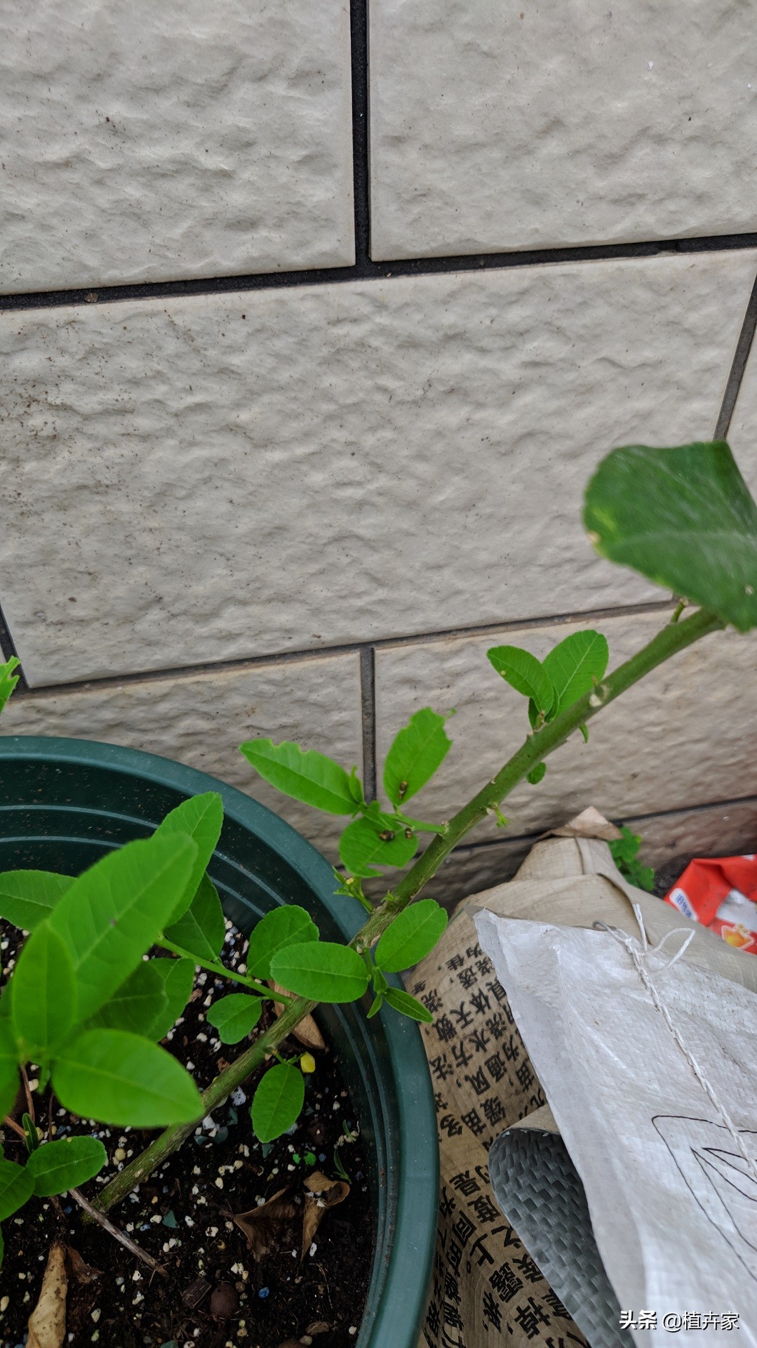 柠檬树有虫子怎么治,柠檬树有虫用什么药