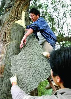 树伤皮怎么修复,树皮损伤的最佳治疗方法