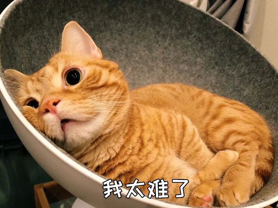 为什么说养猫的都是大户人家,养猫会暴露你的经济实力
