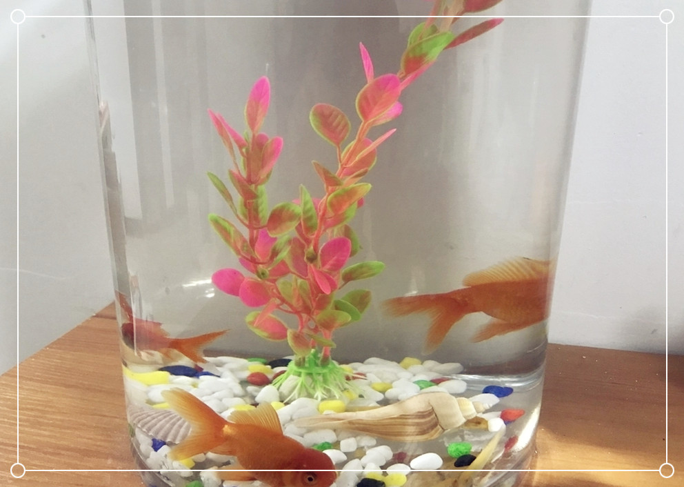 热带鱼不用氧气泵可以养吗,养宠物没有过滤器怎么过滤水