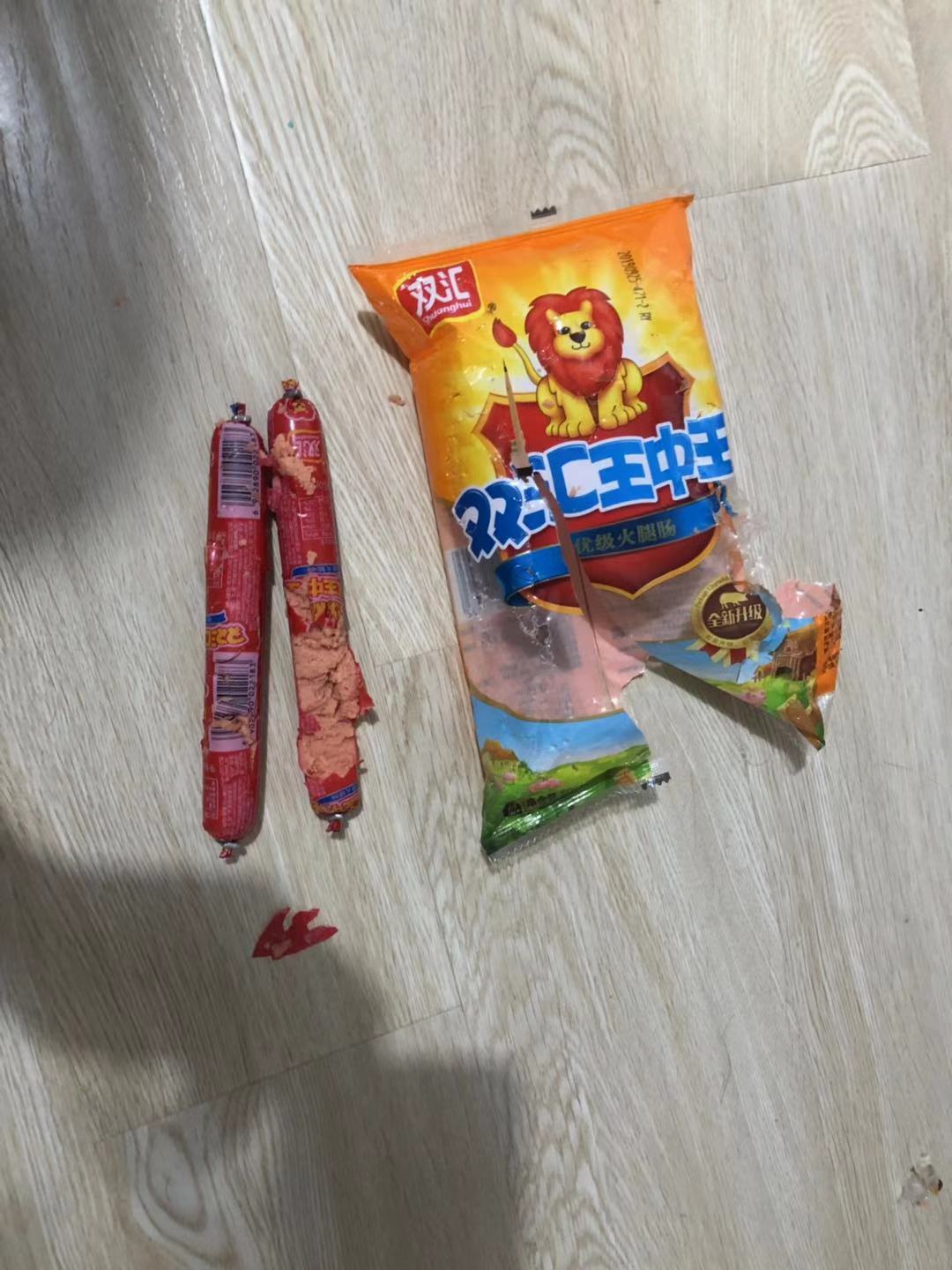 今日猫片｜挂一只贱猫