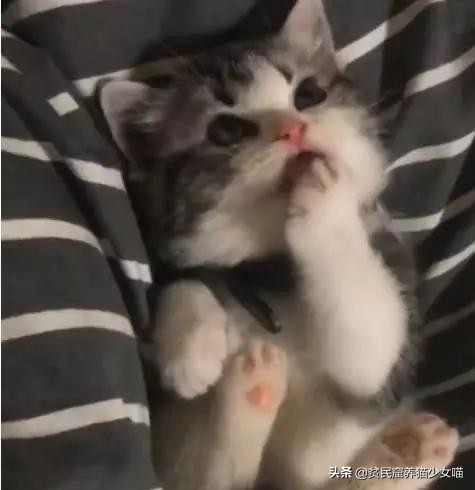 母猫产后如何护理,母猫产后护理