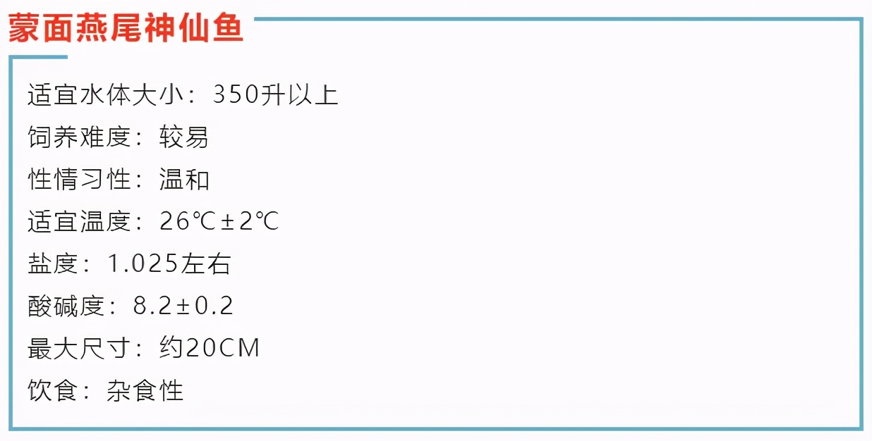 真正的亚洲美人—蒙面燕尾神仙鱼