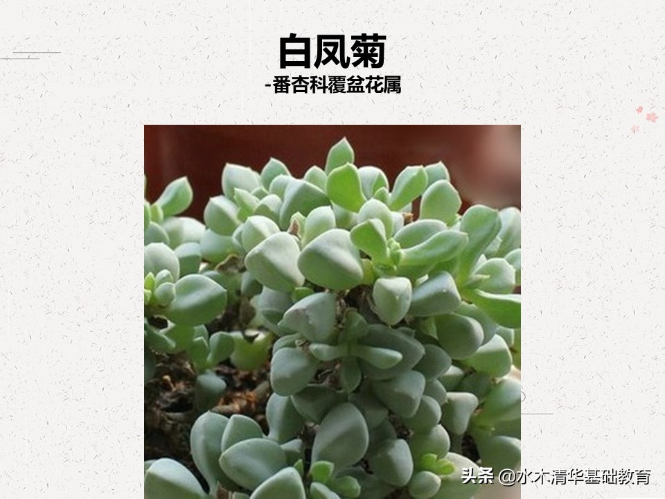 梦幻女王多肉植物百科图谱,原产地多肉植物图谱pdf