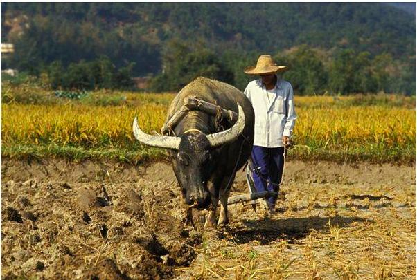 民间故事寡妇挖坟,民间俗语寡妇遇牛