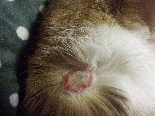 养宠经验猫咪身上寄生虫处理,养宠经验猫便秘怎样处理