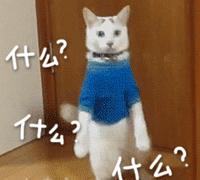 猫癣反反复复要怎么治疗好,猫癣反反复复好不了怎么办