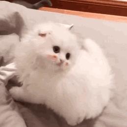 为什么衣服会有那么多仿版,被抄袭严重的衣服