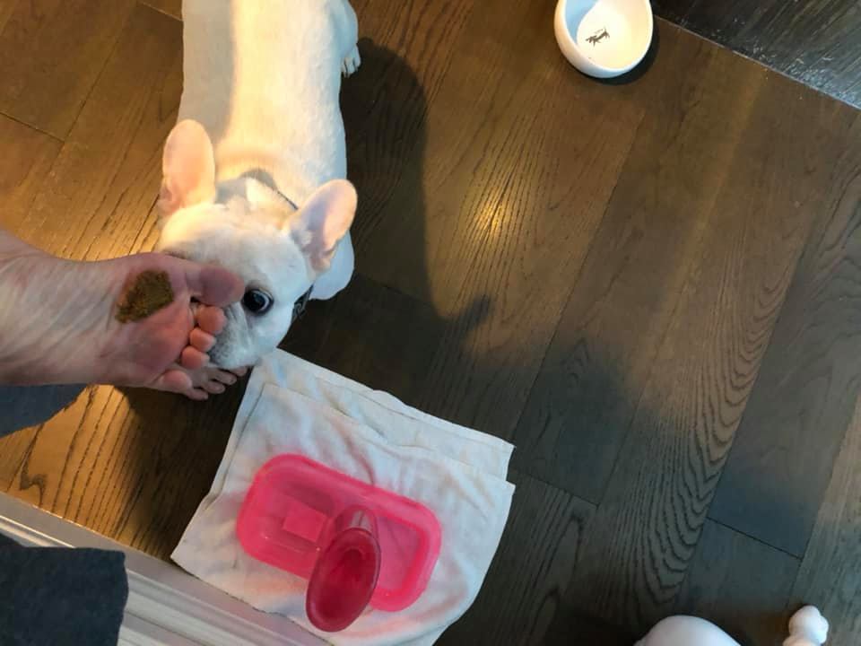 出差一天回家狗狗就报复？大家说是先洗，还是先打？