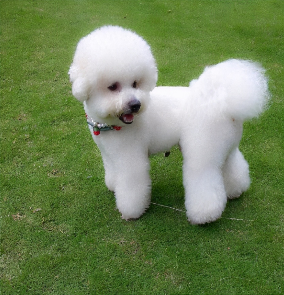 流浪的比熊犬在路边求救,比熊犬求救信号