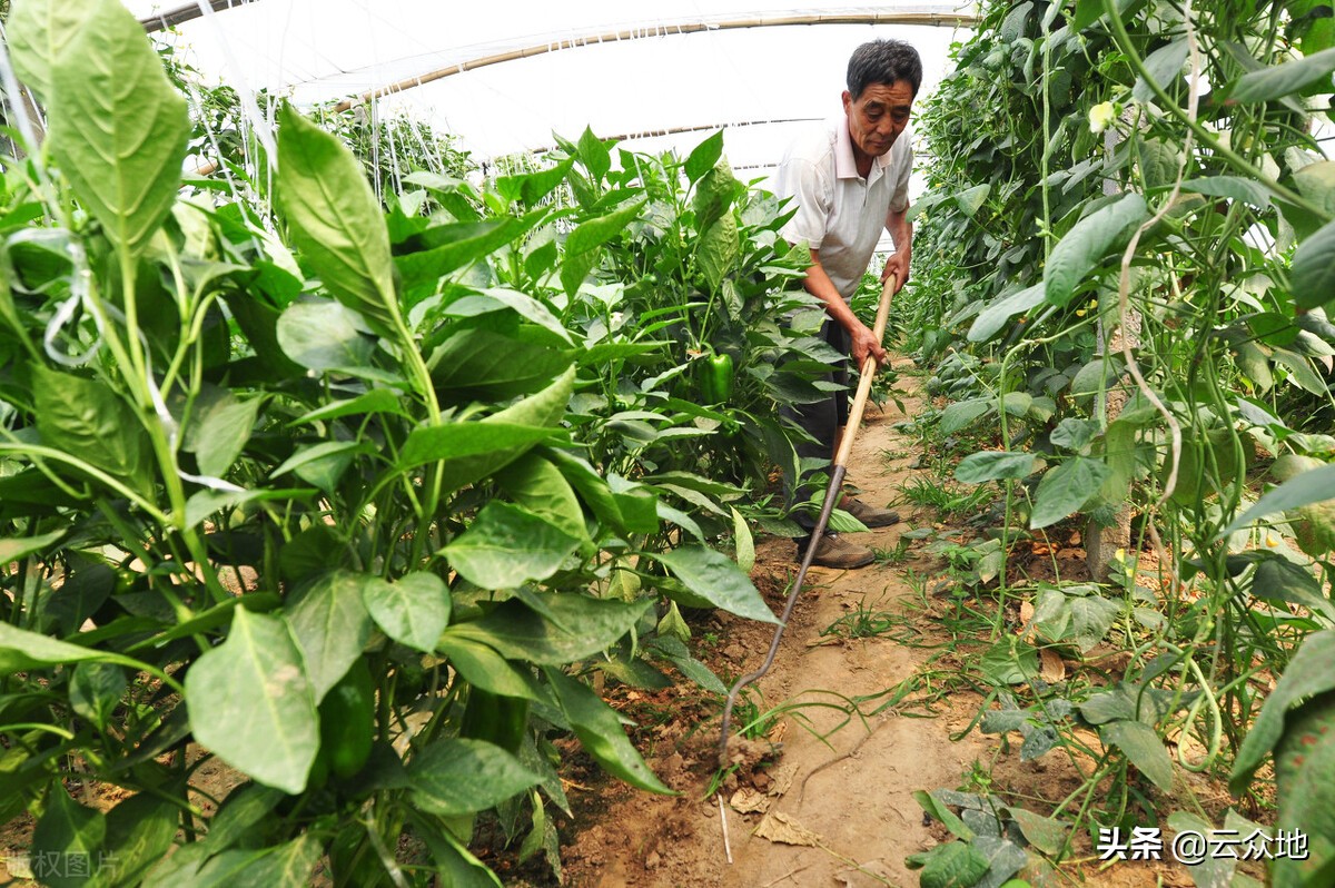 蔬菜连阴雨天要怎样管理,梅雨季黄瓜怎么管理