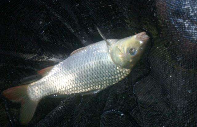 夏季夜钓的8个注意事项,夜钓安全防护