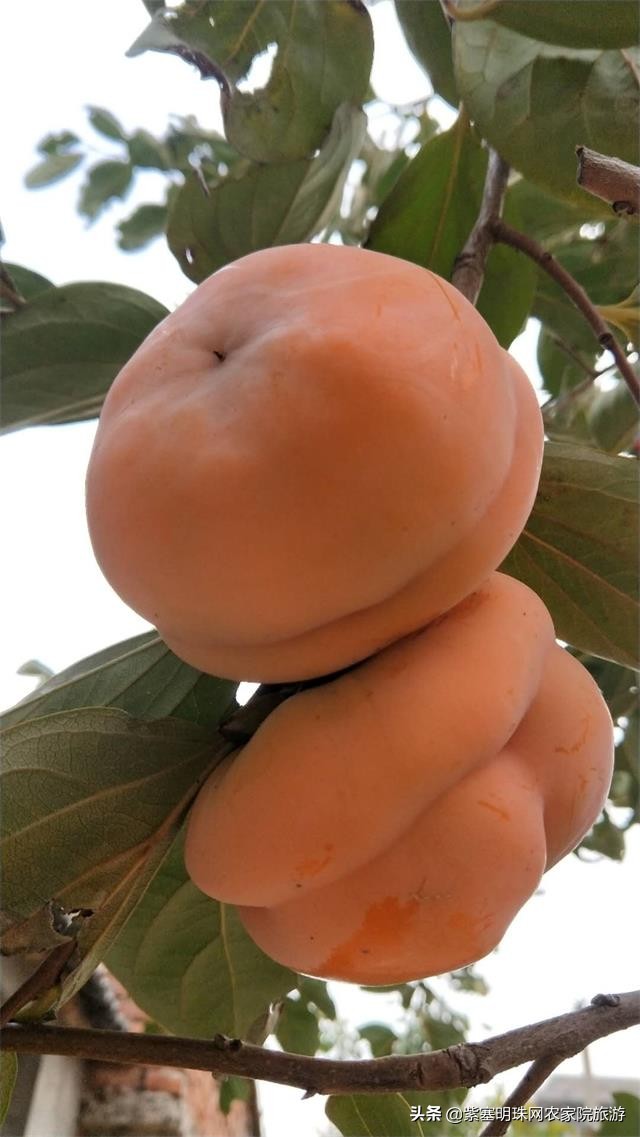 平度苗木基地桃树苗,山东日照苗木种植基地桃树苗