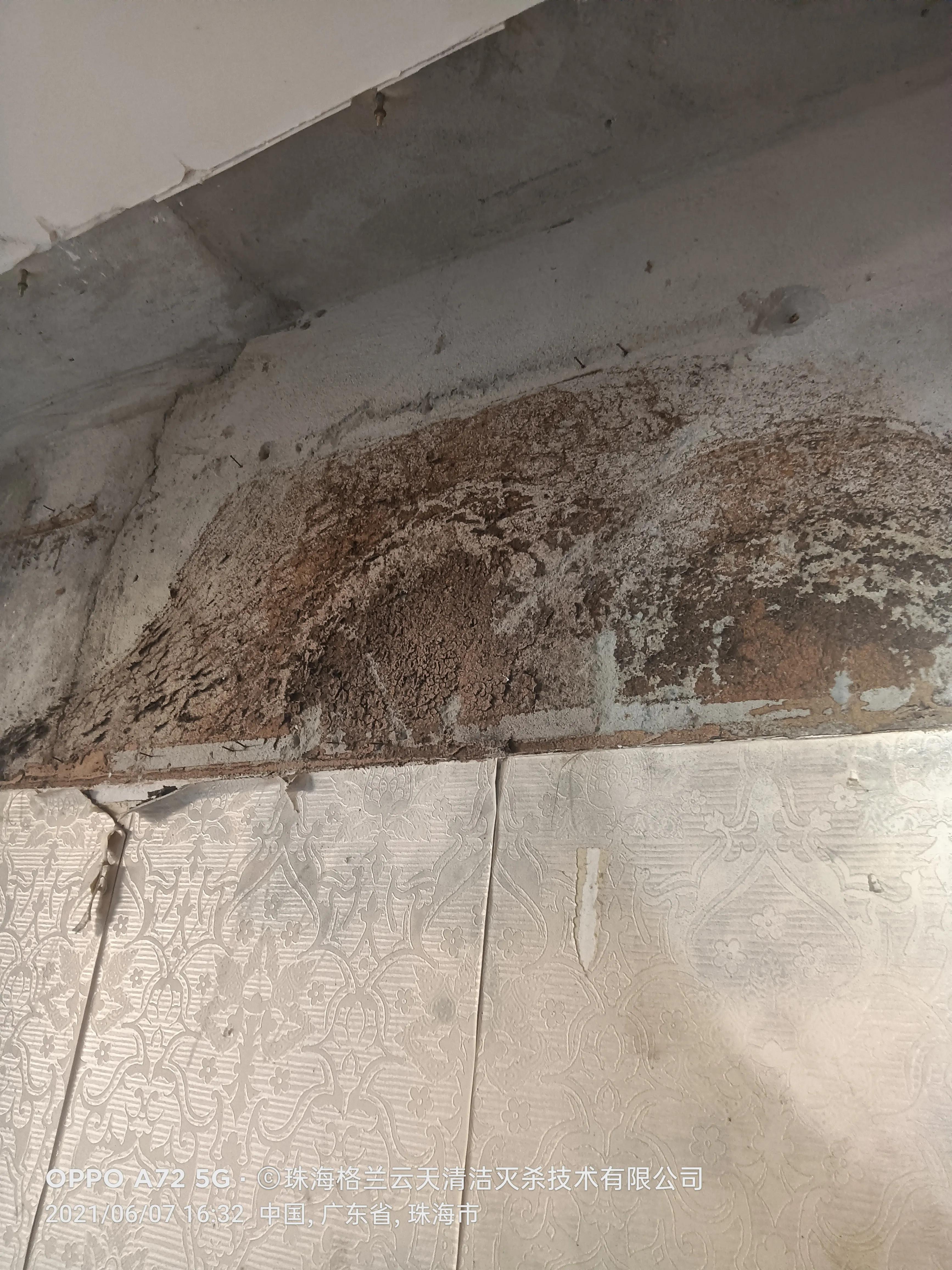 珠海白蚁防治找哪家,珠海白蚁防治服务公司