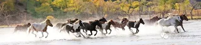 关于马的基本知识和方法,你知道吗关于马的一些小知识