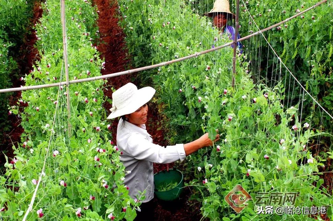 临沧国务院可持续发展创新示范区,临沧凤庆未来5年规划