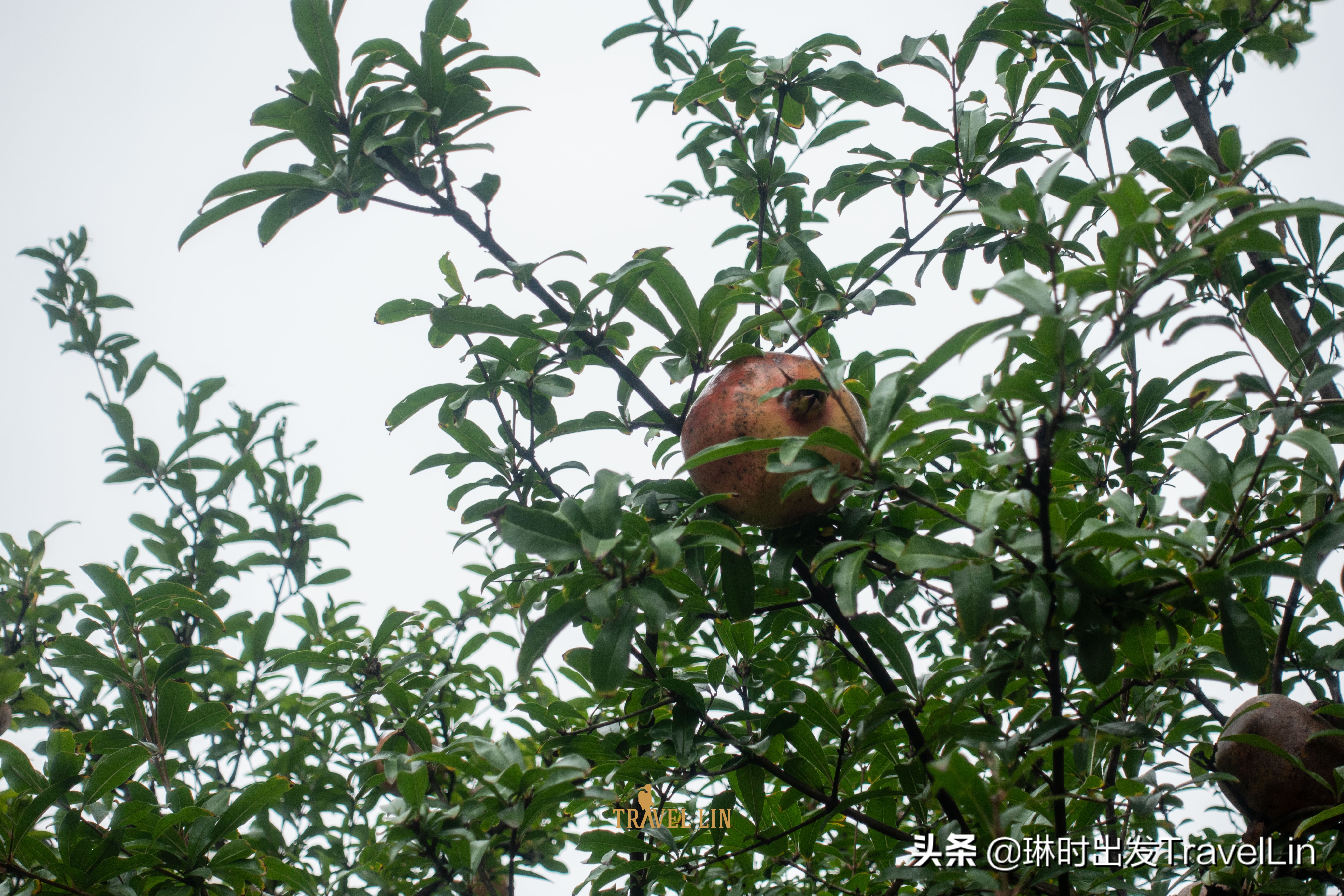 去水月周庄铂尔曼,苏州铂尔曼度假