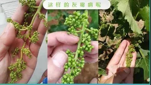 大棚葡萄灰霉用什么药防治,葡萄春季如何防治灰霉病