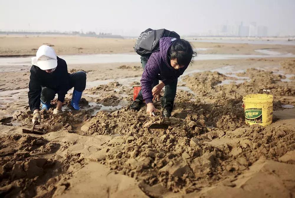 赶海挖蛏子手把手教你,挖一窝竹节蛏