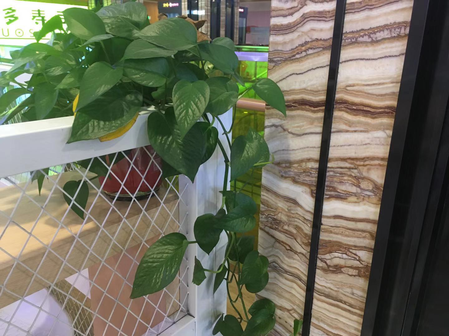 水培的绿萝一片叶子怎么发新芽,水培绿萝里面放一根生锈的钉子