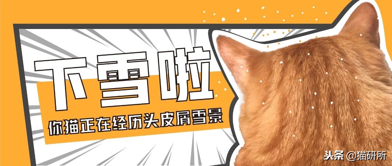 猫咪轻松除毛,猫咪毛发干枯毛躁怎么护理