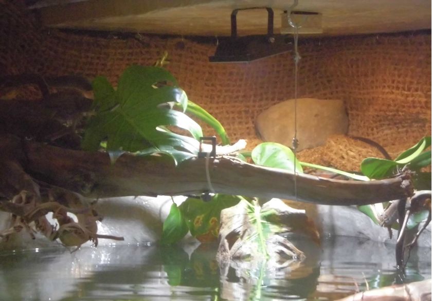 自己做大型水陆缸,在家自己打造一个沙漠缸