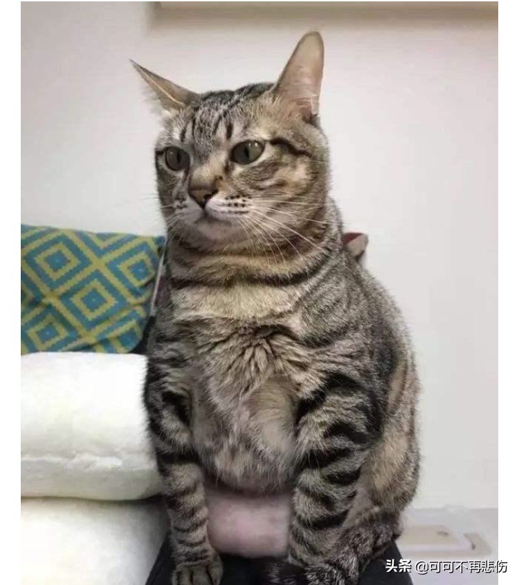 猫咪生完以后肚子下垂有硬块,猫咪的肚子下垂怎么回事