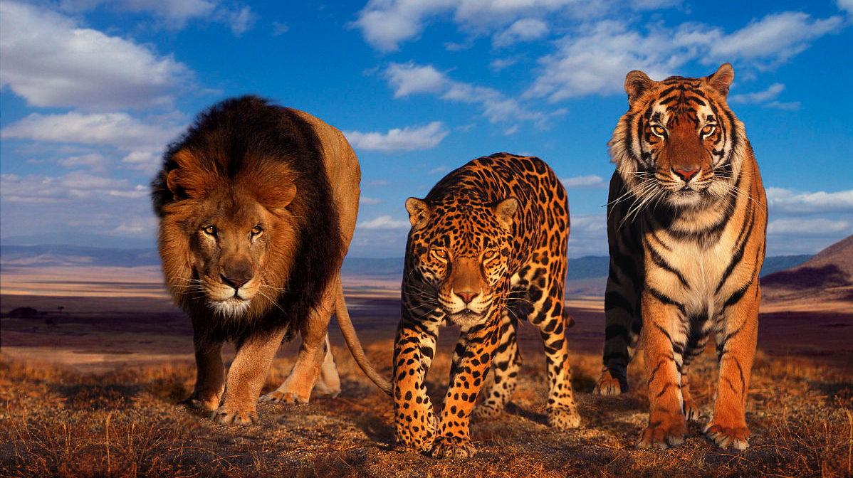 远古时期人类和猛兽徒手肉搏单挑,最强壮的男人可以徒手打死老虎吗