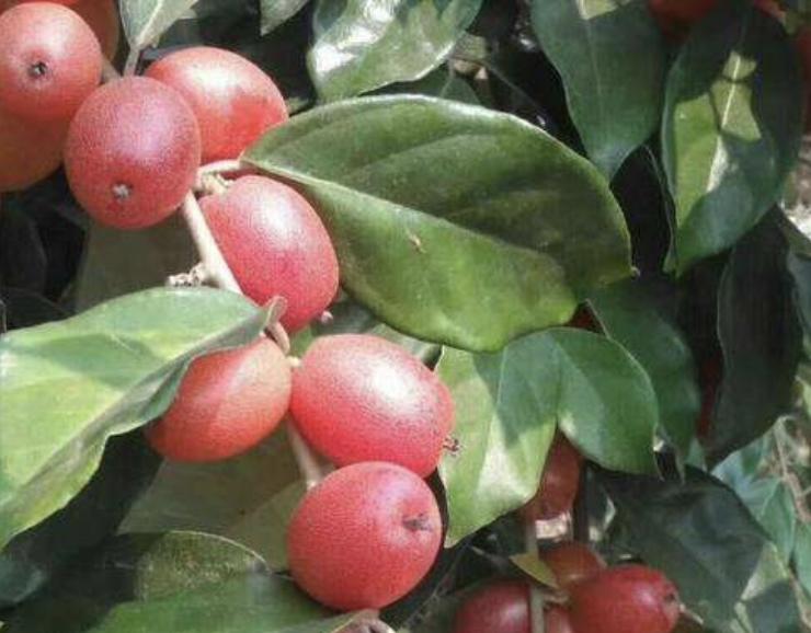 别看1种果子像“枣子”,殊不知珍贵,农地里要是有,要珍惜