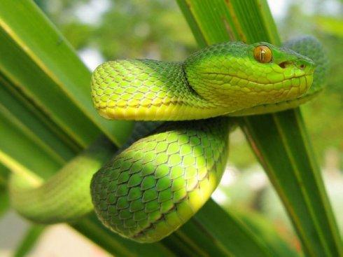 中国十大毒蛇银环蛇排名第几 (中国的毒蛇)