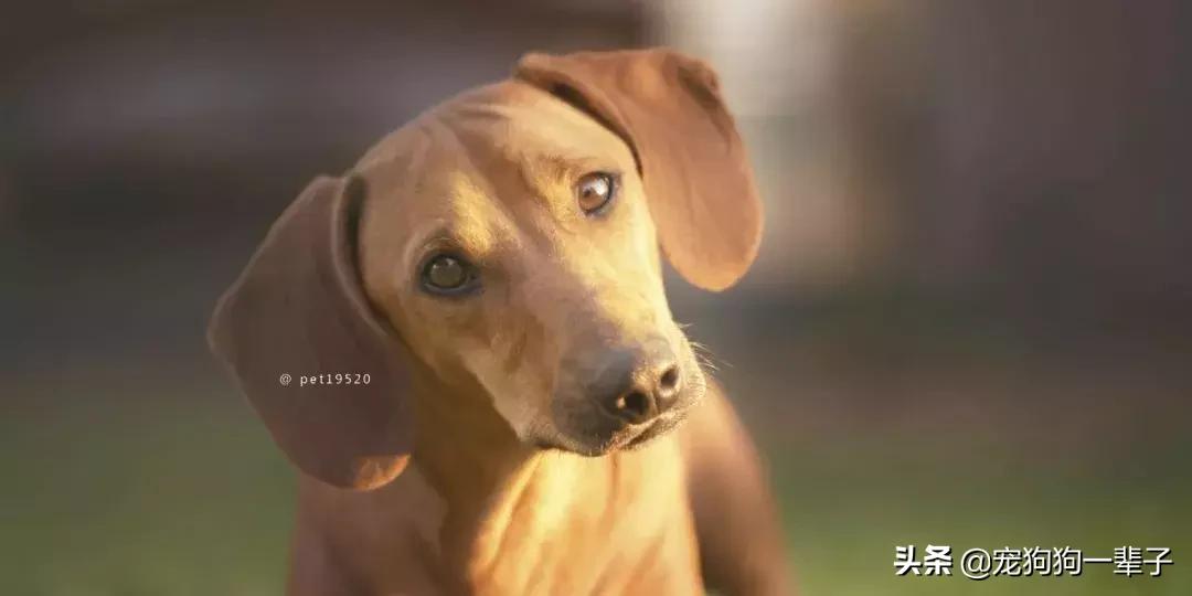 为什么狗歪着头,狗歪着头跑