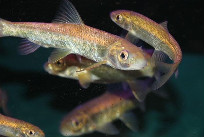 鮸鱼浑身是宝,赤鳞鱼有多厉害